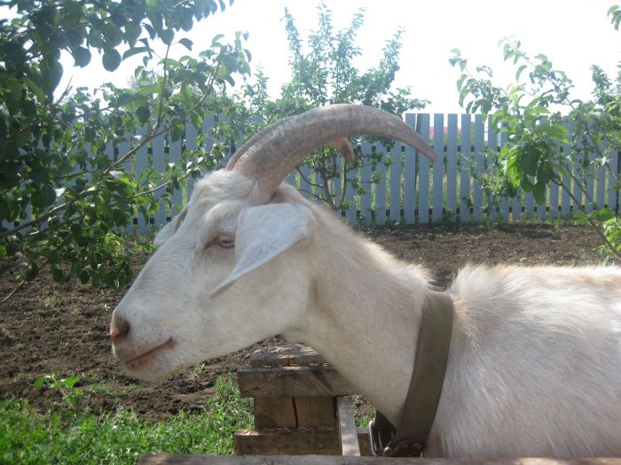 Коза нубийская дойная. Коза дойная с длинными ушами. Белый нубийский козлик. Коза нубийская помесь. Купить нубийскую козу на авито